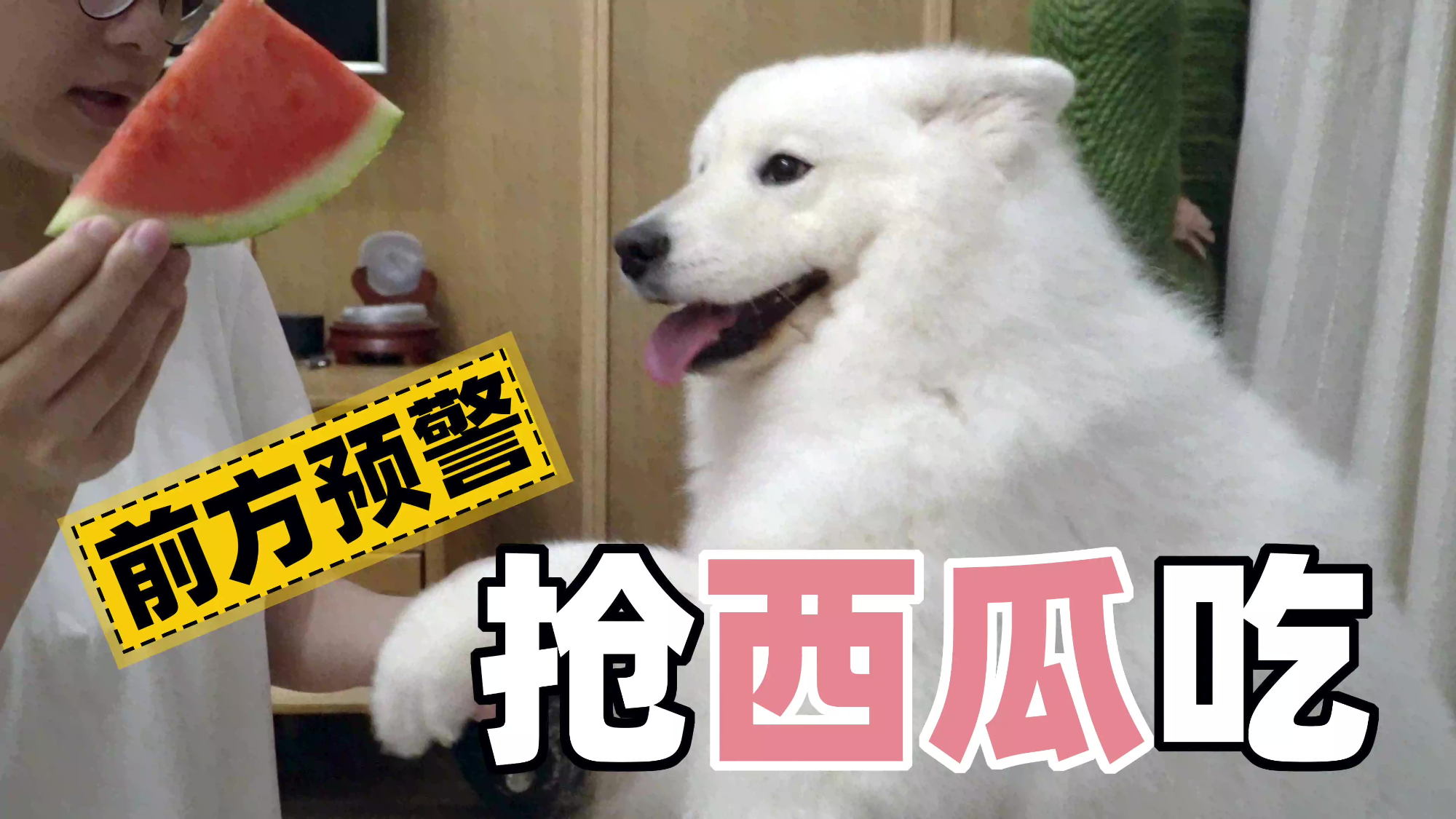 萨摩耶软糖吃西瓜开启夏天,弟弟来捣乱直接走掉,妈妈:你快回来【两个人一条狗】